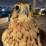 خالد مسعود