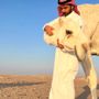 سعود بن مبارك