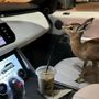 شمس الياباني 🦌🇮🇶
