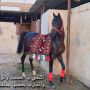 مربط المهيب للخيل العربي الاصي